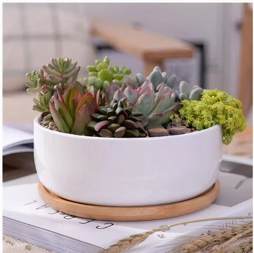 Succulent Planter - Round